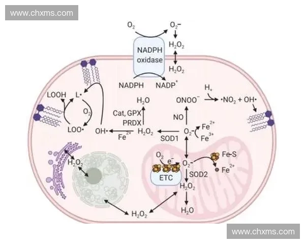 氧气代谢在细胞功能与能量生成中的核心作用研究